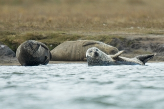 close up on three seals lounging on the shore