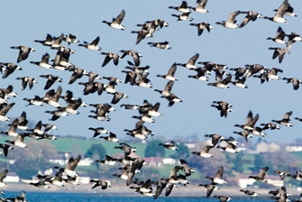 Image of birds flying over water