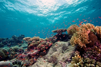 Image of fish and coral on the sea floor