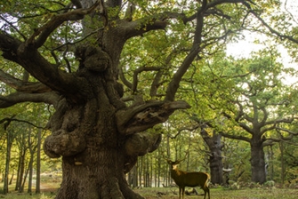 Photo of large trees and a deer in Windsor Great Park 