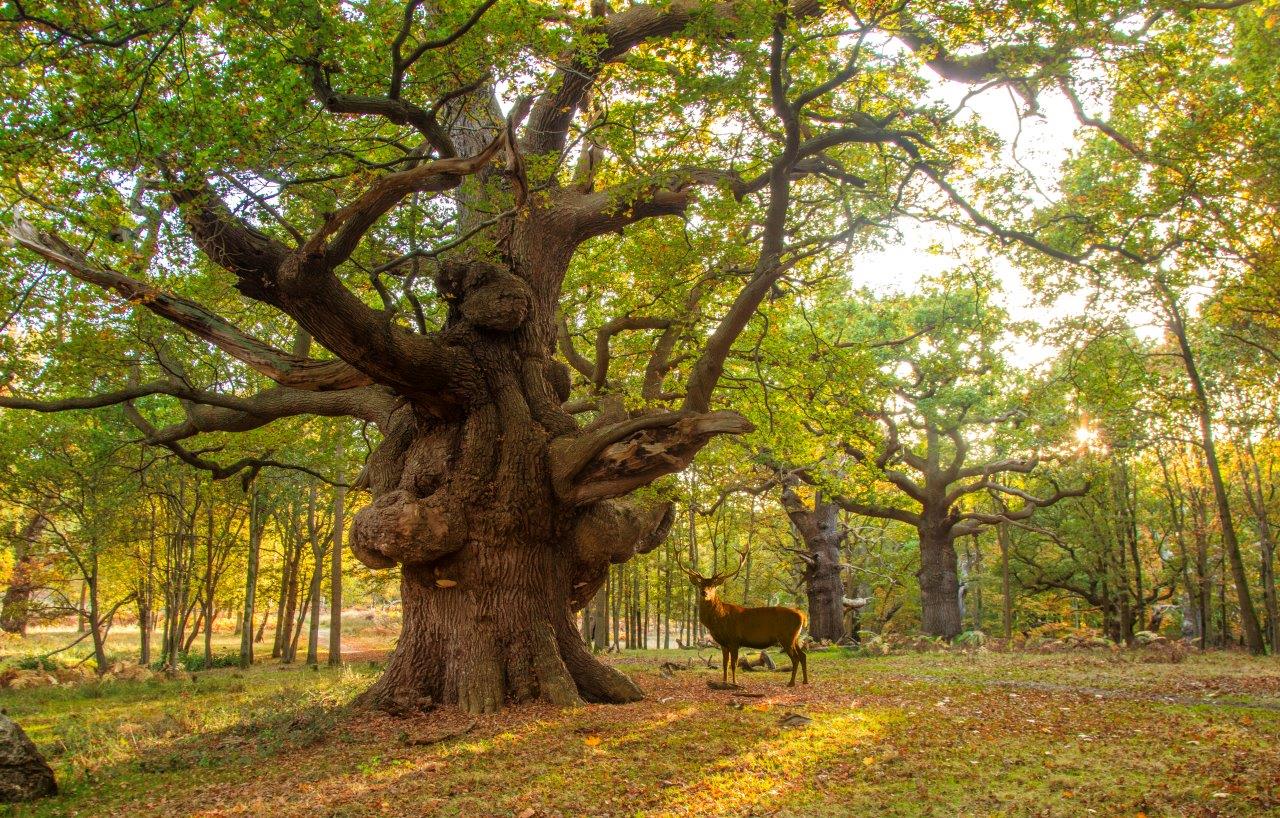 Photo of large trees and a deer in Windsor Great Park 