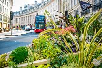 Photo of Regent Street, with green foliage in the foreground, and a red bus on the road