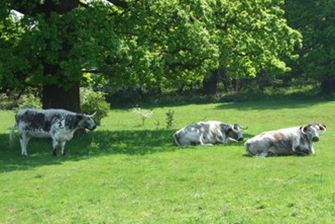 Three Longhorn cattle on a green field in Windsor Great Park. Trees in the background.
