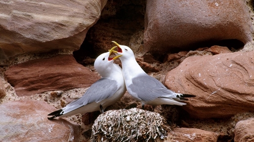 Image of two birds with their beaks open sitting on a nest